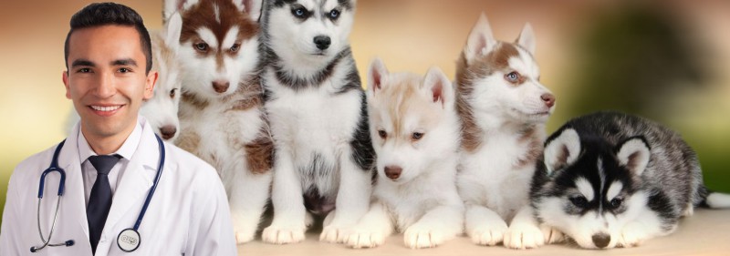 M&eacute;dico veterinario a domicilio en bogot&aacute;